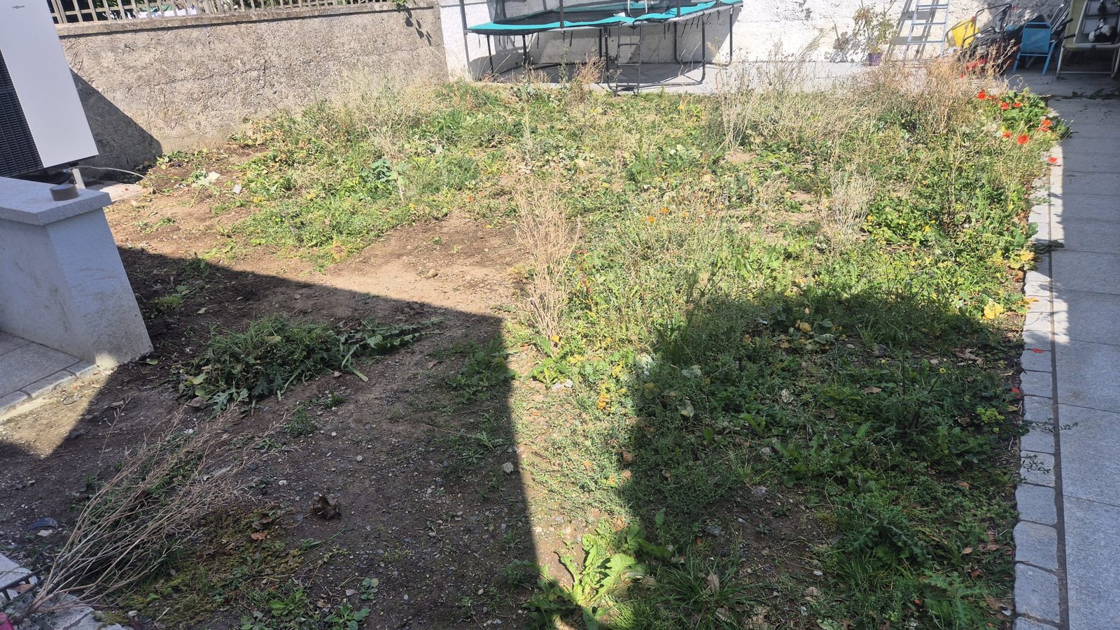 Overgrown lawn before care